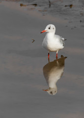 black-headed gull on the beach