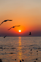 seagull flying on the sky in sunset time  at Bang Pu Resort, Thailand. decoration image contain certain grain noise and soft focus.