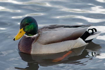 mallard duck in water