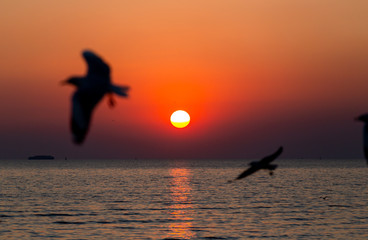 Fototapeta premium seagull flying on the sky in sunset time at Bang Pu Resort, Thailand. decoration image contain certain grain noise and soft focus.