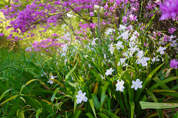 Obraz na płótnie Canvas ピンクのツツジの根元に咲いた沢山のシャガ／Iris japonica