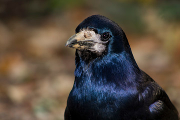 portrait of a rook