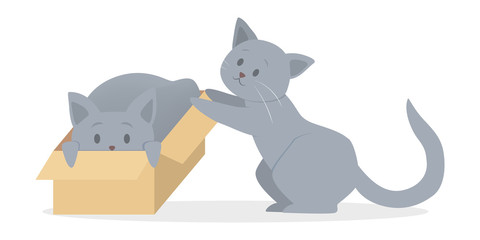 Cute grey and white cats in different position. Funny kitten play
