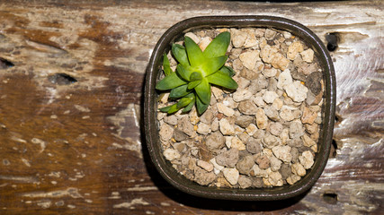 Small green trees in pots, with rocks and pots on wooden table.
