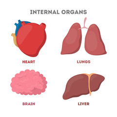 Internal human organ set. Anatomy and biology concept.