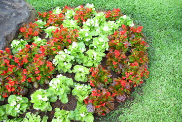 Red and white begonia in garden