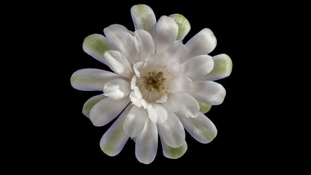 Time-lapse Opening white Gymnocalycium flower buds ALPHA matte