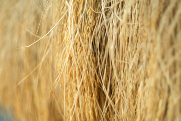 Dry paddy rice seed over ground against sunlight