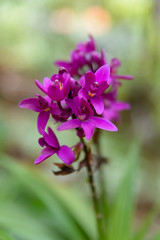 Purple Ground Orchid Flowers