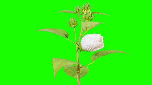 Blooming white Hibiscus flower buds green screen, FULL HD. (Time Lapse)