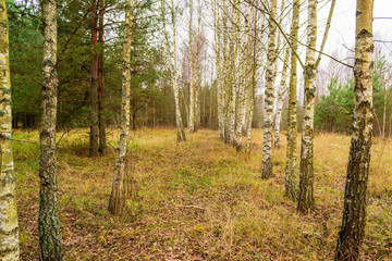 birch alley, selective focus with shallow depth of field, warm filter