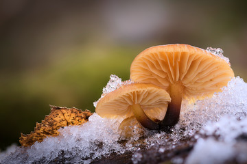 Samtfußrübling Flammulina velutipes