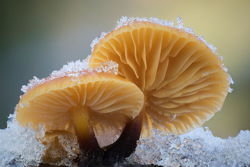 Samtfußrübling Flammulina velutipes © Andreas