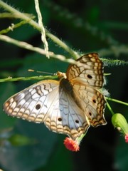 Mariposa y flor roja
