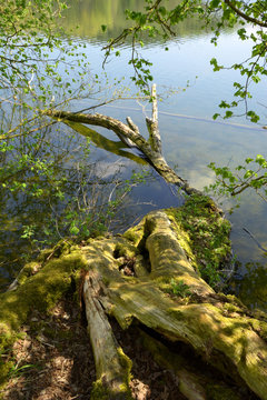 fallen dead moss covered tree trunk in clear water of a lake in bavaria, tree trunk in water with light reflections