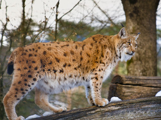 Luchs auf dem Baum