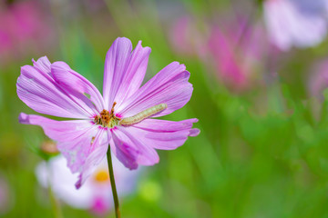 A worm on a Pink cosmos flowers
