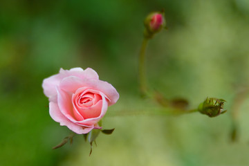 Natural Pink Rose Flower with Buds