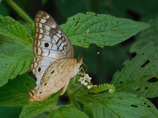 Mariposa comiendo
