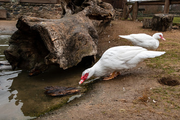 The muscovy duck drinks water from the shore of a pond. (Cairina Moschata F. Domestica)