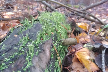 Tiny forest lichen also known as Cladonia fimbriata are growing on bark of tree.Symbionts as proof of healthy wood.