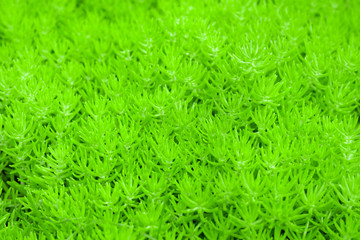 Sedum reflexum Angelina, also known as sedum rupestre Angelina. Pattern made of low growing, mat forming with needle-like succulent plants.