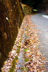 山道の道端の落ち葉