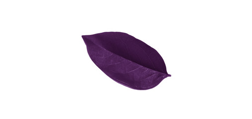 Purple leaves resting on a white background