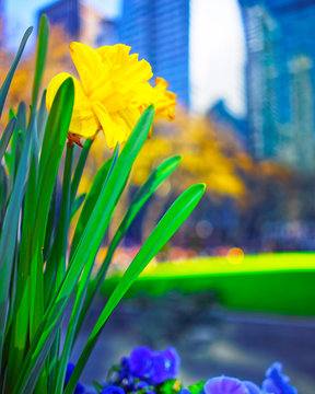 Yellow daffodils in bloom on nature at blossom in Bryant Park in Midtown Manhattan, New York, USA. United States of America. NYC, US. Skyline with skyscrapers and American cityscape.