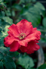 Obraz premium A single isolated red rose bud in bloom with dew drops in blurred garden backdrop