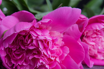 Beautiful pink peony close-up. Blooming flower.