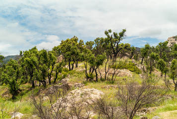 tree in park