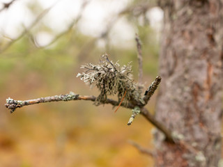 abstract image with bog plant fragments