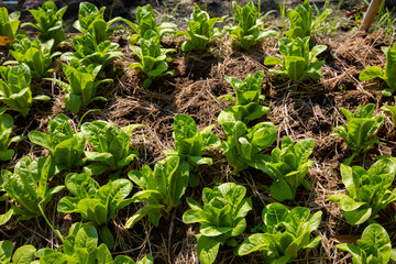 Growing vegetables organic by planting using the soil in a rural area far from pollution in the city is reducing the use of chemicals in planting which will be good for consumers.