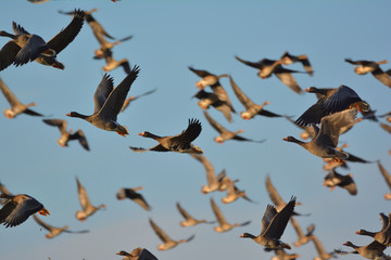 The greater white-fronted goose (Anser albifrons)