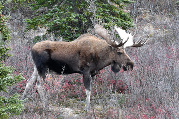 Elchbulle im Herbstlaub