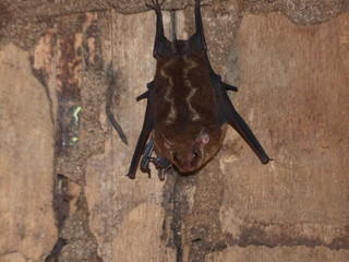 Caccopteryx bilineata, Emballonuridae family. Amazon rainforest, Brazil