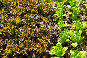 Growing vegetables organic by planting using the soil in a rural area far from pollution in the city is reducing the use of chemicals in planting which will be good for consumers.