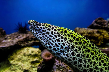 Laced moray Gymnothorax favagineus in the coral reef