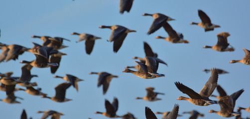 The greater white-fronted goose (Anser albifrons)