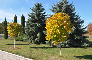 Design of landscaping in the garden, park, square, recreation area