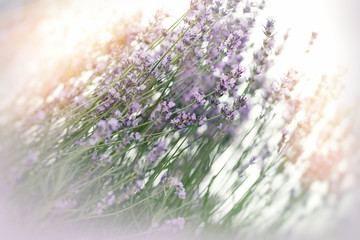Lavender in bloom, beautiful flowering lavender flowers