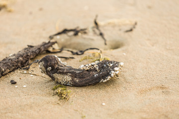 Close up of barnacles, Sessilia, on decaying wood washed down from old peat bank in the North Sea coast Dutch province Noord Holland