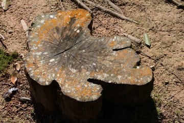 Wood