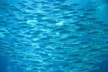 fish in blue water