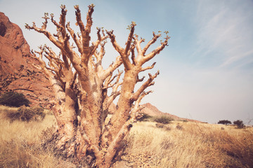 Fototapeta premium African landscapes