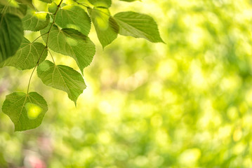 Green background from leaves of tree