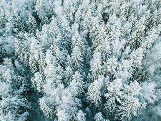 Aerial top view of snow covered winter  forest trees in Finland.
