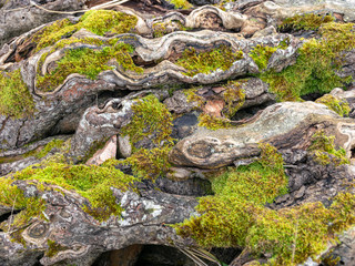 picture with old wooden root