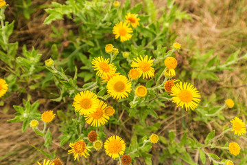 Close up of Common fleabane, Pulicaria dysenterica, flowering with yellow flowers and with gray-green leaves is native to Eurasia, belongs to the Compositae or Asteraceae and is a perennial plant